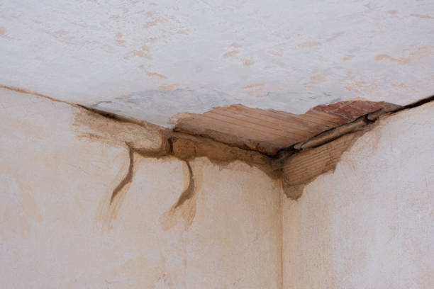 Best Professional water damage repair  in Redlands, CO
